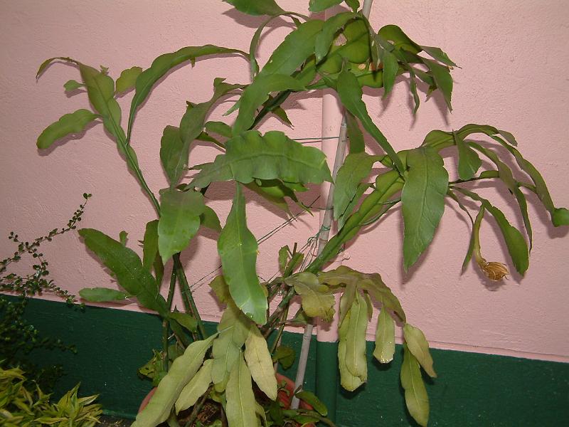DSCF0024.JPG