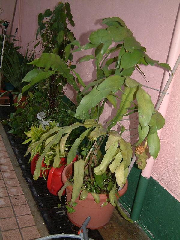 DSCF0026.JPG