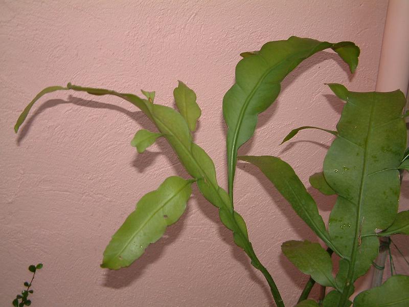 DSCF0027.JPG