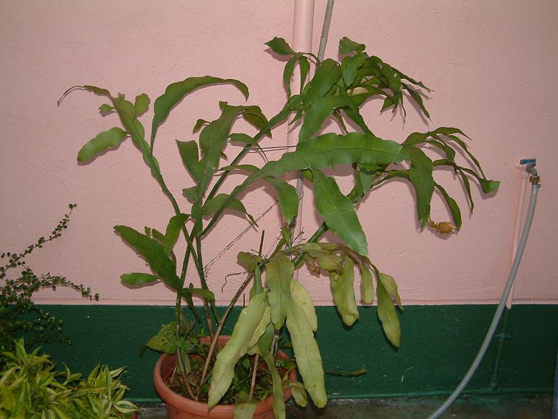 DSCF0029.JPG