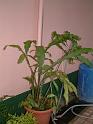 DSCF0028