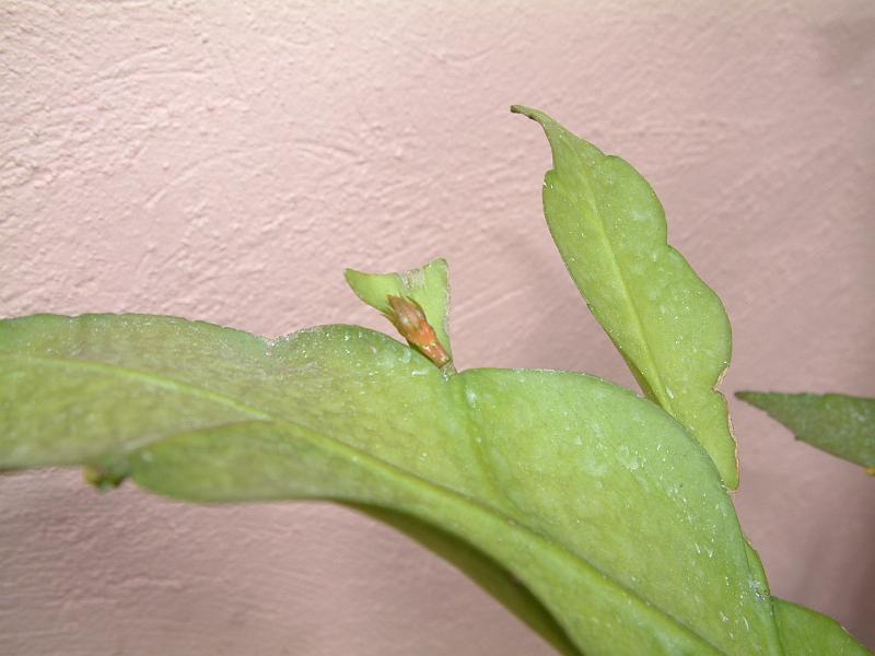 DSCF0038.JPG