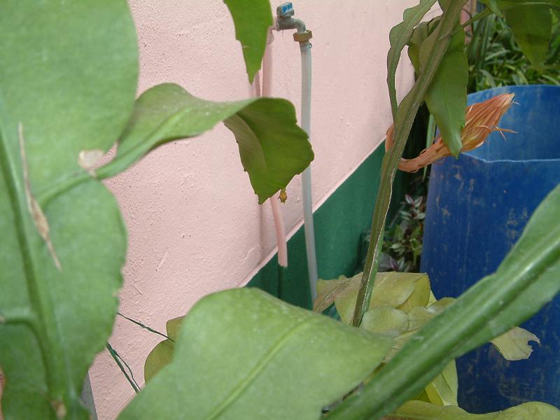 DSCF0041.JPG