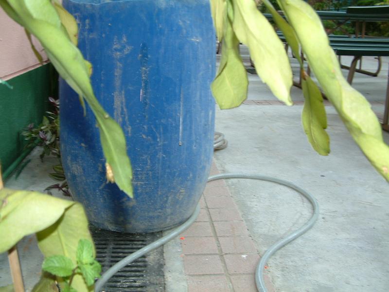 DSCF0042.JPG