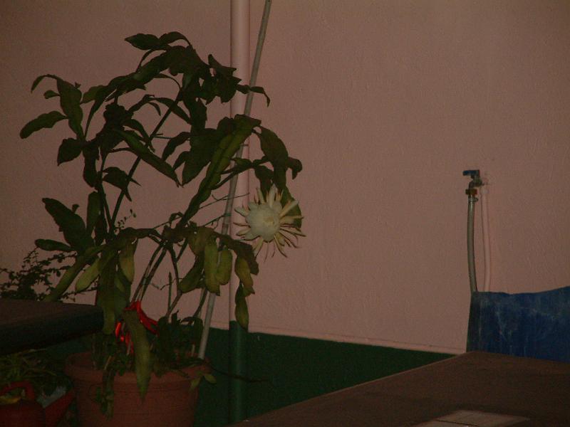 DSCF0074.JPG