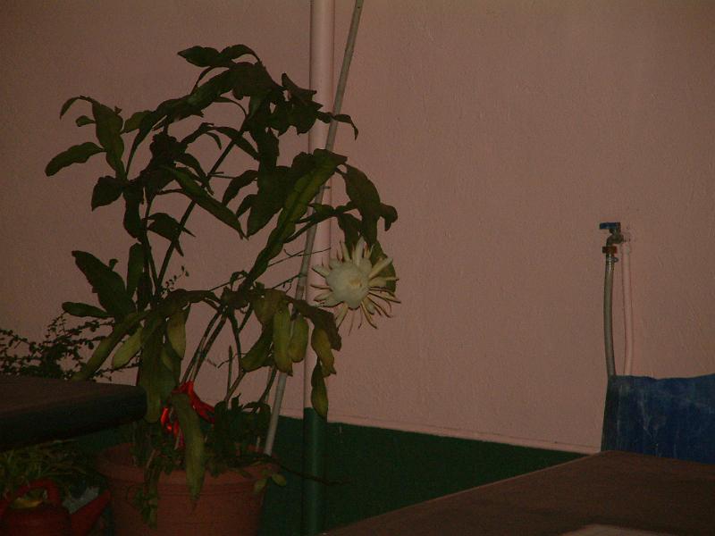DSCF0077.JPG