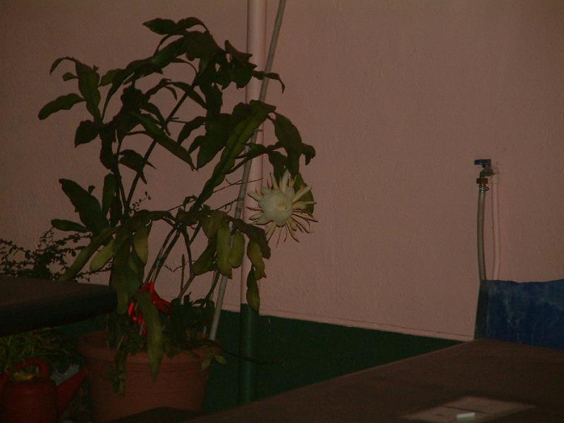 DSCF0078.JPG