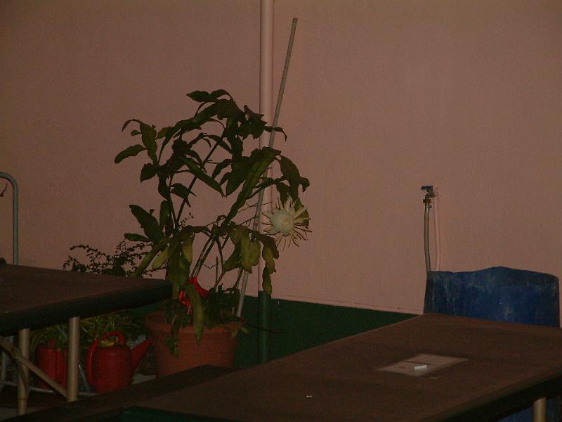 DSCF0086.JPG