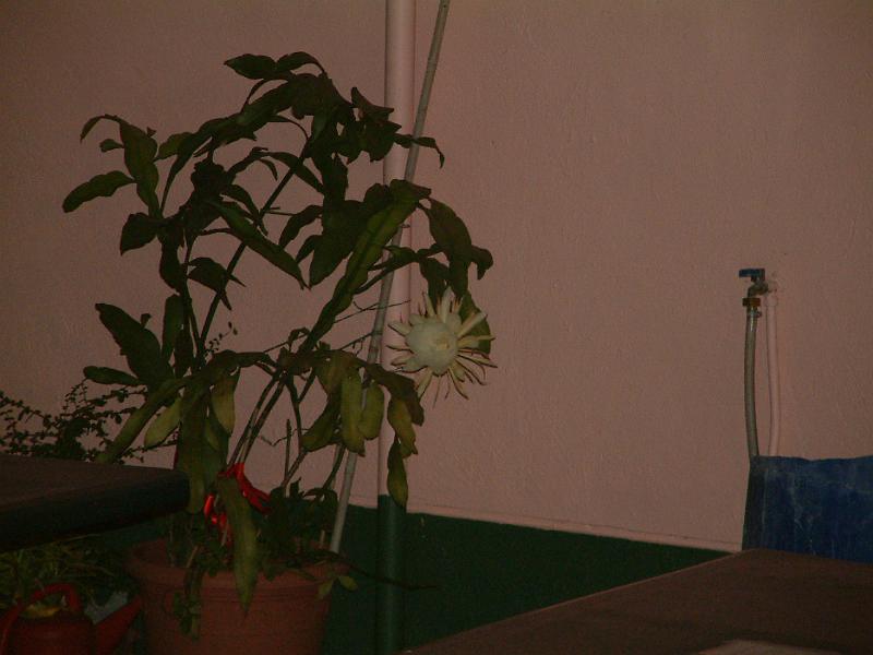 DSCF0087.JPG