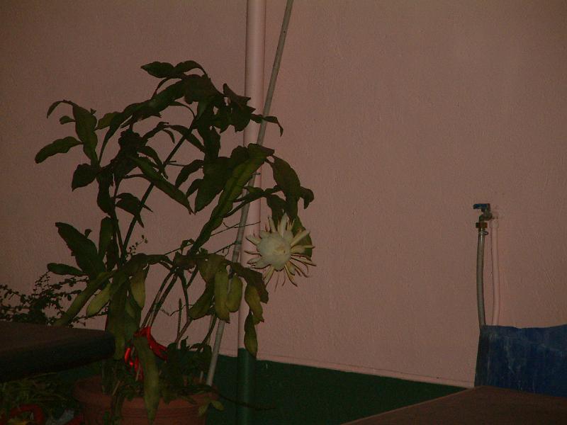 DSCF0088.JPG