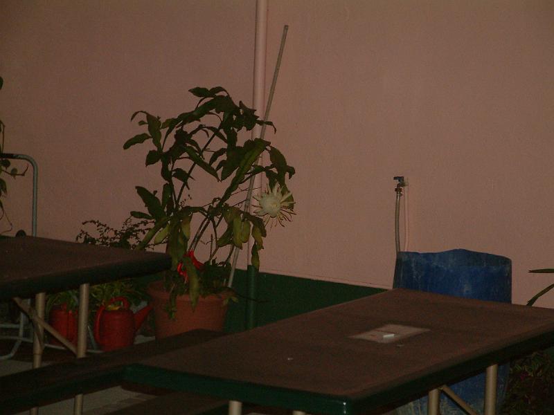 DSCF0091.JPG