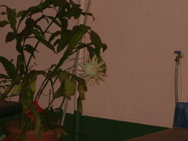 DSCF0093.JPG