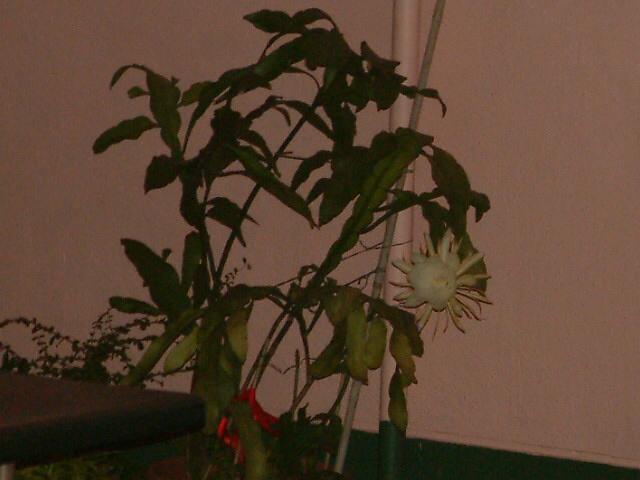 DSCF0094.JPG