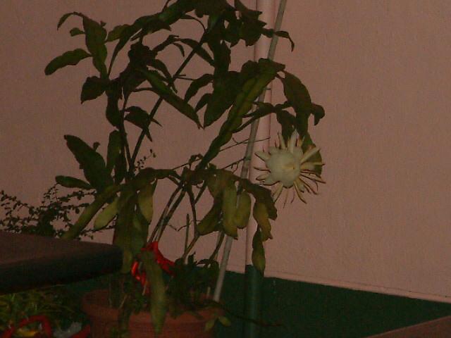 DSCF0095.JPG