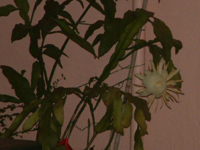DSCF0097.JPG