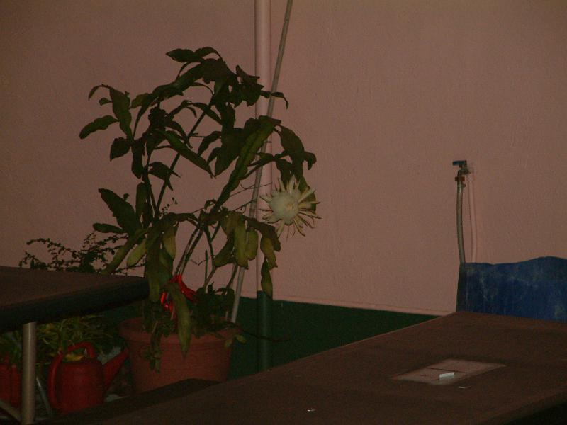 DSCF0102.JPG