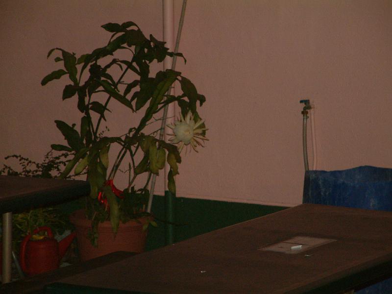 DSCF0103.JPG