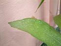 DSCF0039