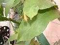 DSCF0048