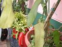 DSCF0052