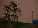 DSCF0087
