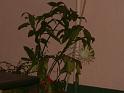 DSCF0094