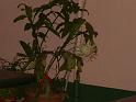DSCF0095