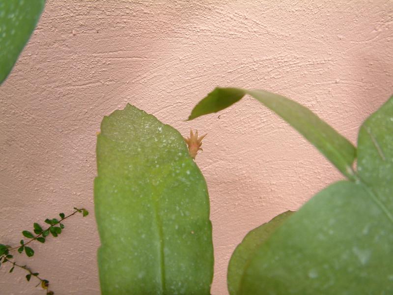 DSCF0042.JPG