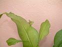 DSCF0041