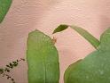DSCF0042