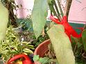 DSCF0044