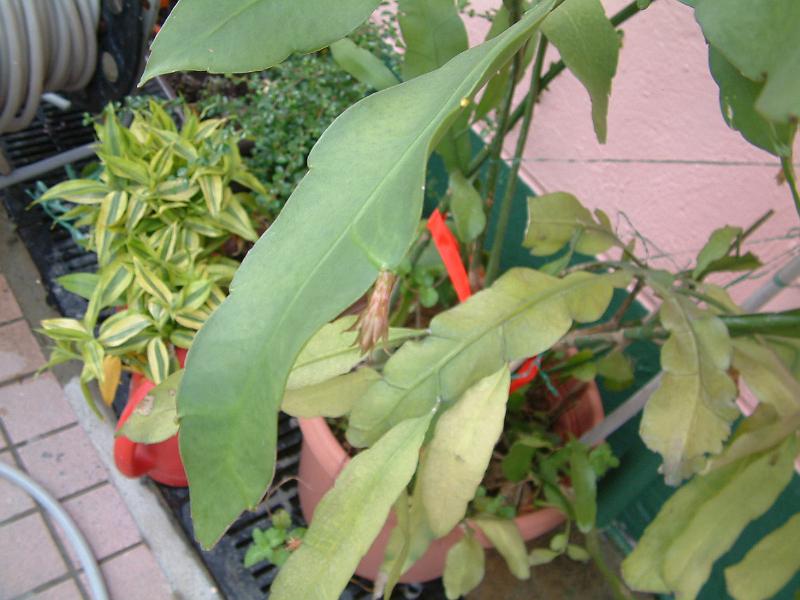 DSCF0070.JPG