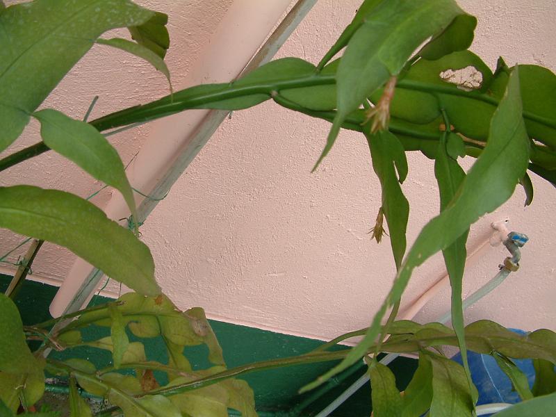 DSCF0073.JPG