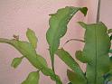 DSCF0071