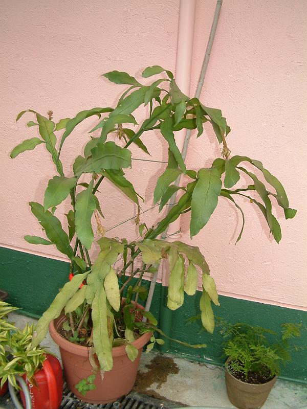 DSCF0010.JPG