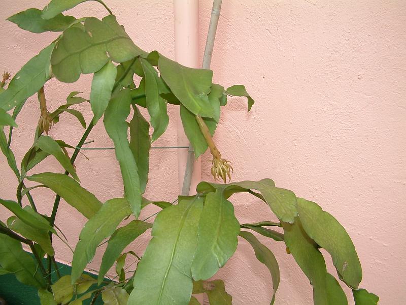 DSCF0011.JPG