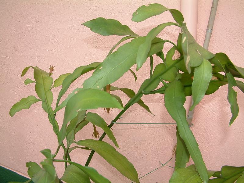 DSCF0012.JPG