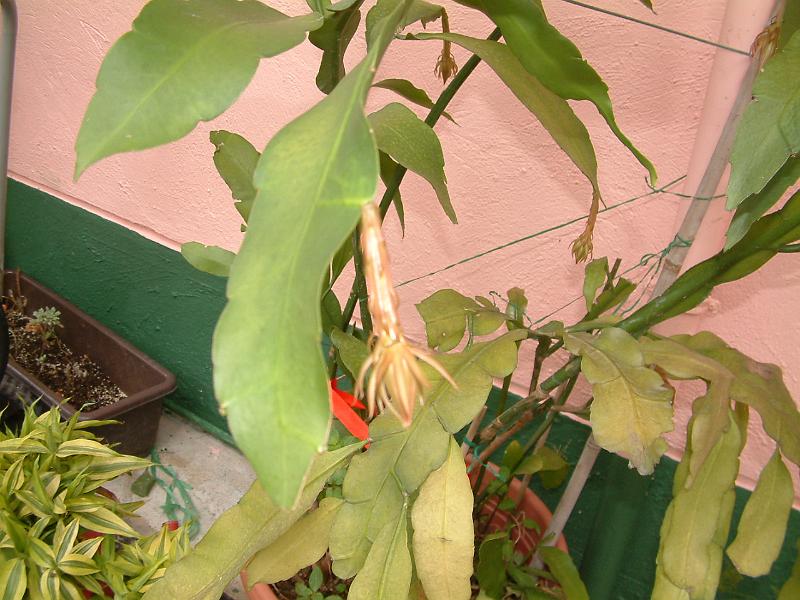 DSCF0013.JPG