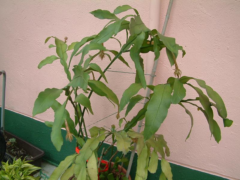 DSCF0014.JPG