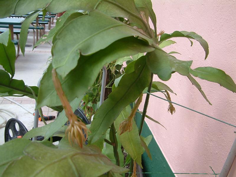 DSCF0031.JPG