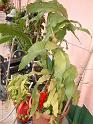 DSCF0029
