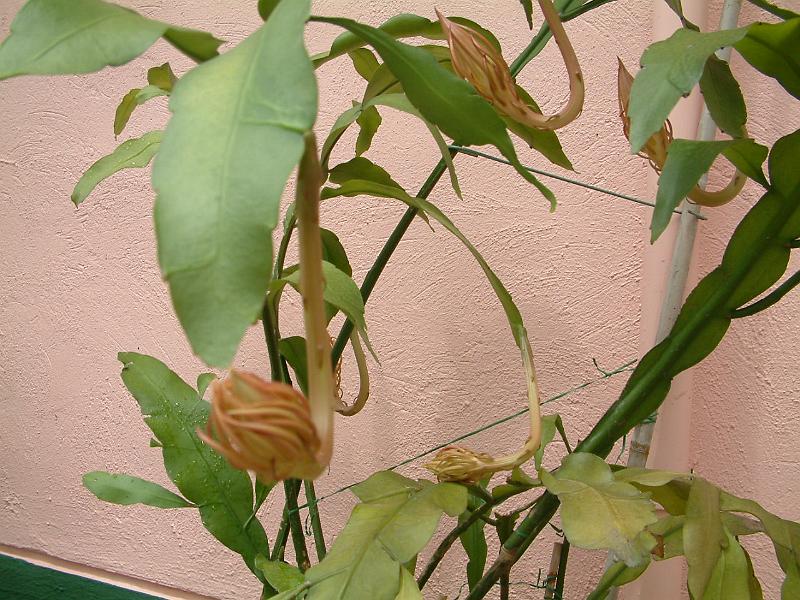 DSCF0184.JPG