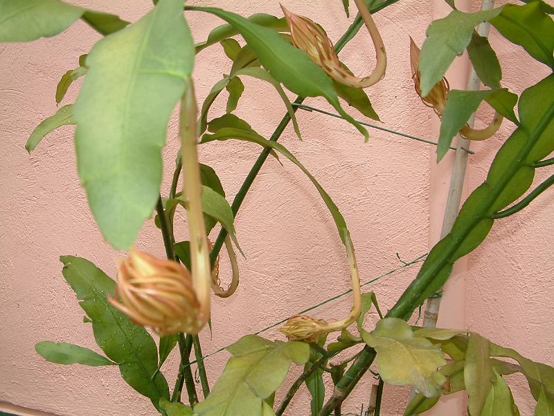 DSCF0185.JPG