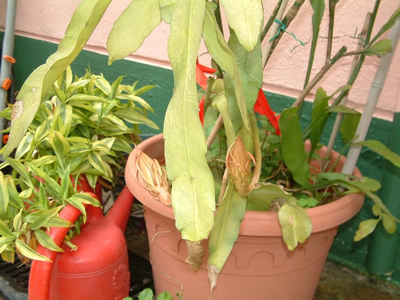 DSCF0186.JPG