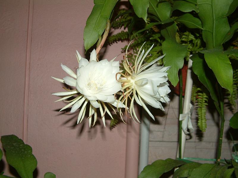 DSCF0002.JPG
