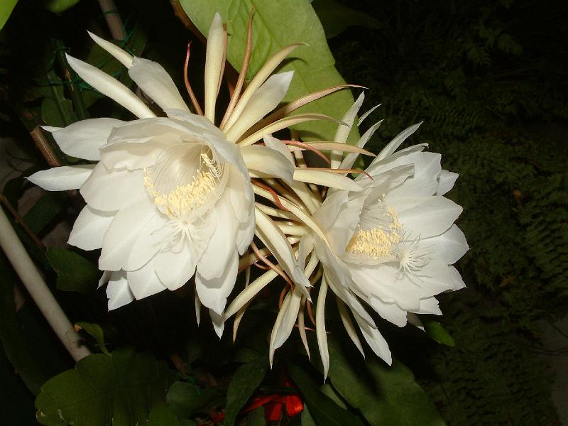 DSCF0003.JPG