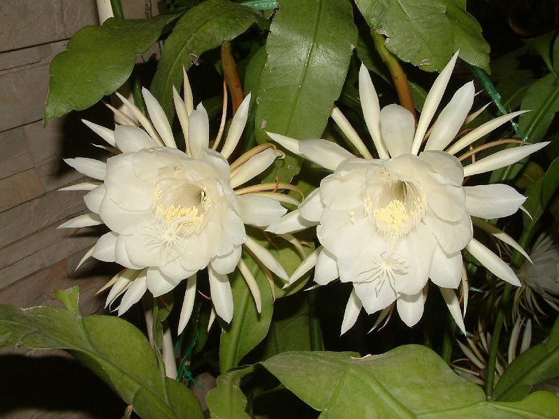 DSCF0004.JPG