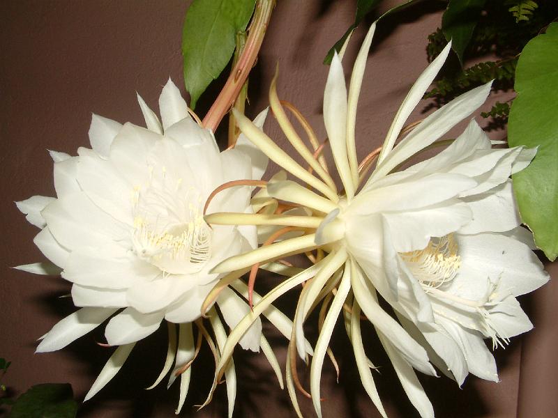 DSCF0005.JPG