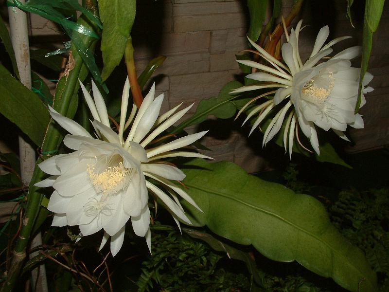 DSCF0006.JPG