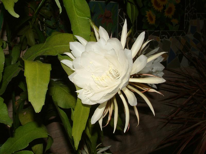 DSCF0008.JPG